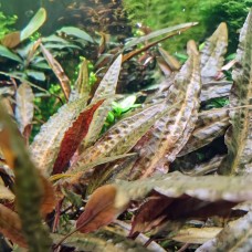 Криптокарина афініс "Металік Ред" 